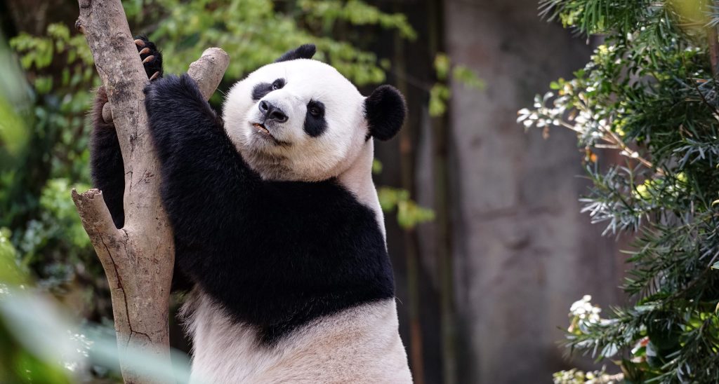 Fansat i japin lamtumirën pandave të vetme të Japonisë