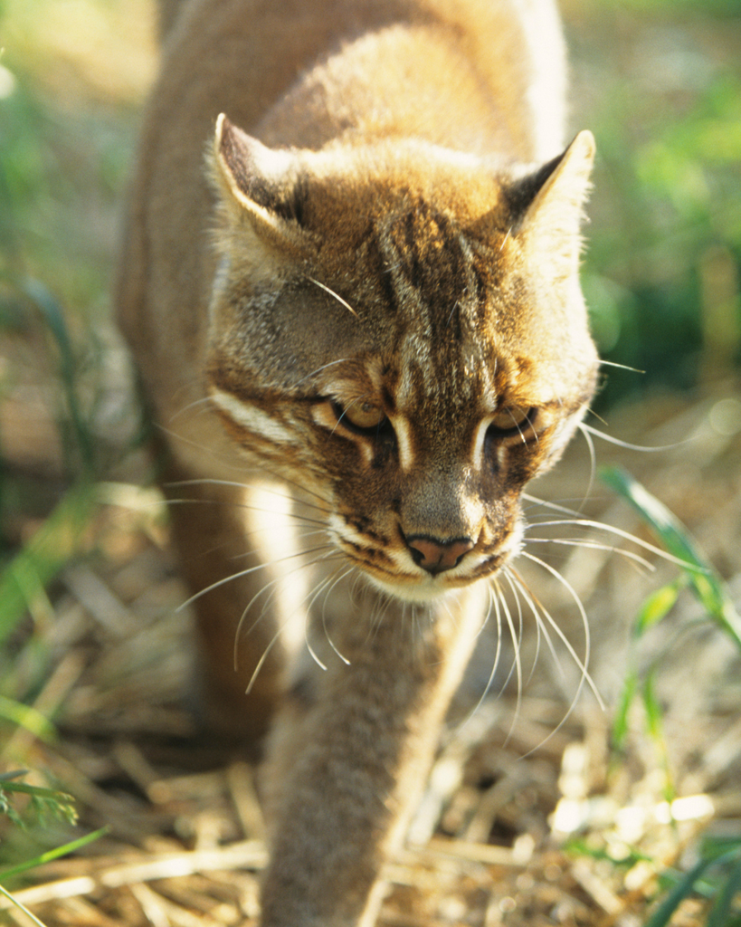 Shkencëtarët zbulojnë një specie të re maceje të egër, për herë të parë pas më shumë se 100 vitesh